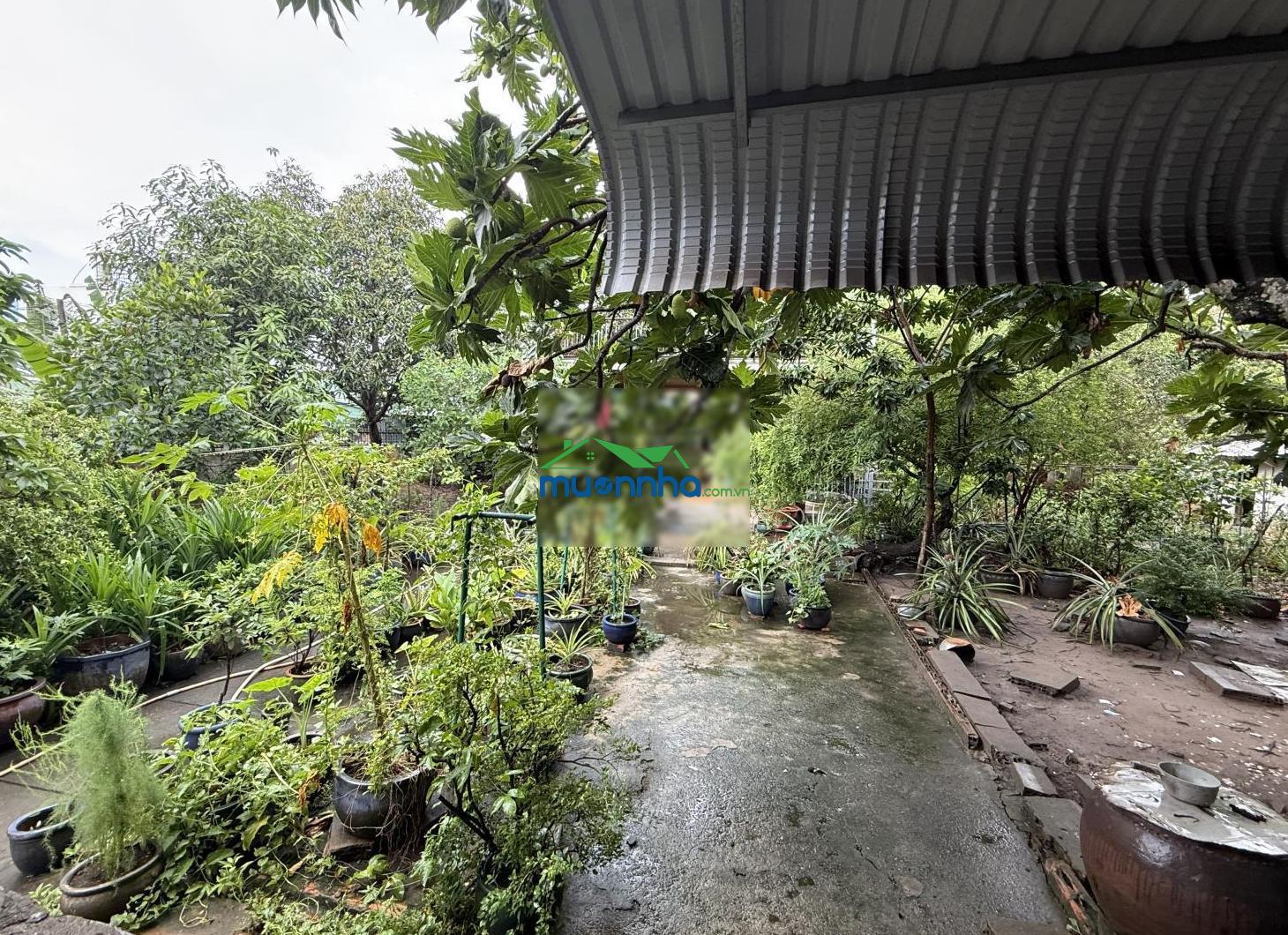 Nhà vườn ngang khủng 50mx30m, 1514.9m2, 100% thổ cư| ngay đhqg tp. hcm | kế siêu thị + bệnh viện - 3