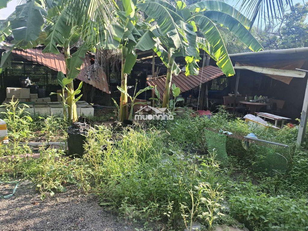 Cho thue trang trại 500m thanh xuan quan 12 - 2