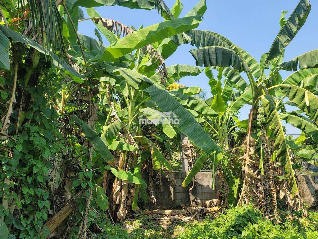 Bán 500m2 đất xã tân thạnh đông, củ chi, giáp hóc môn, vđ 3, cao tốc - 2