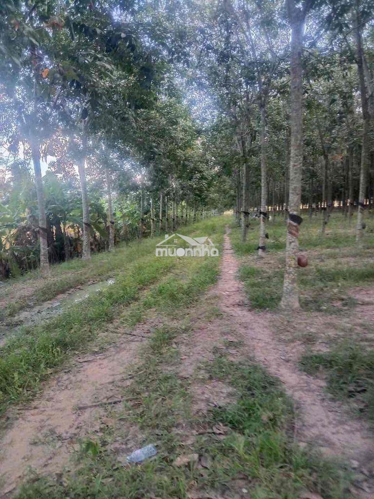 Bán nhanh 5hecta cao su đang khai thác tân hoà, tây ninh - 4