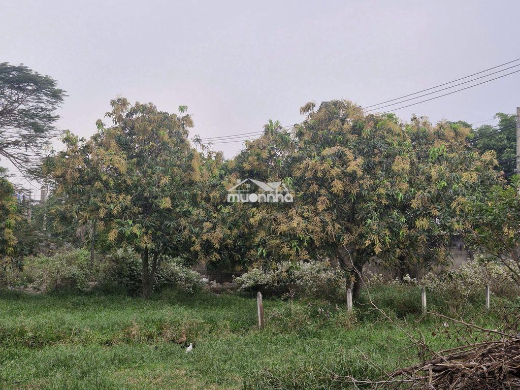 Đất nông nghiệp bình chánh tphcm - 3