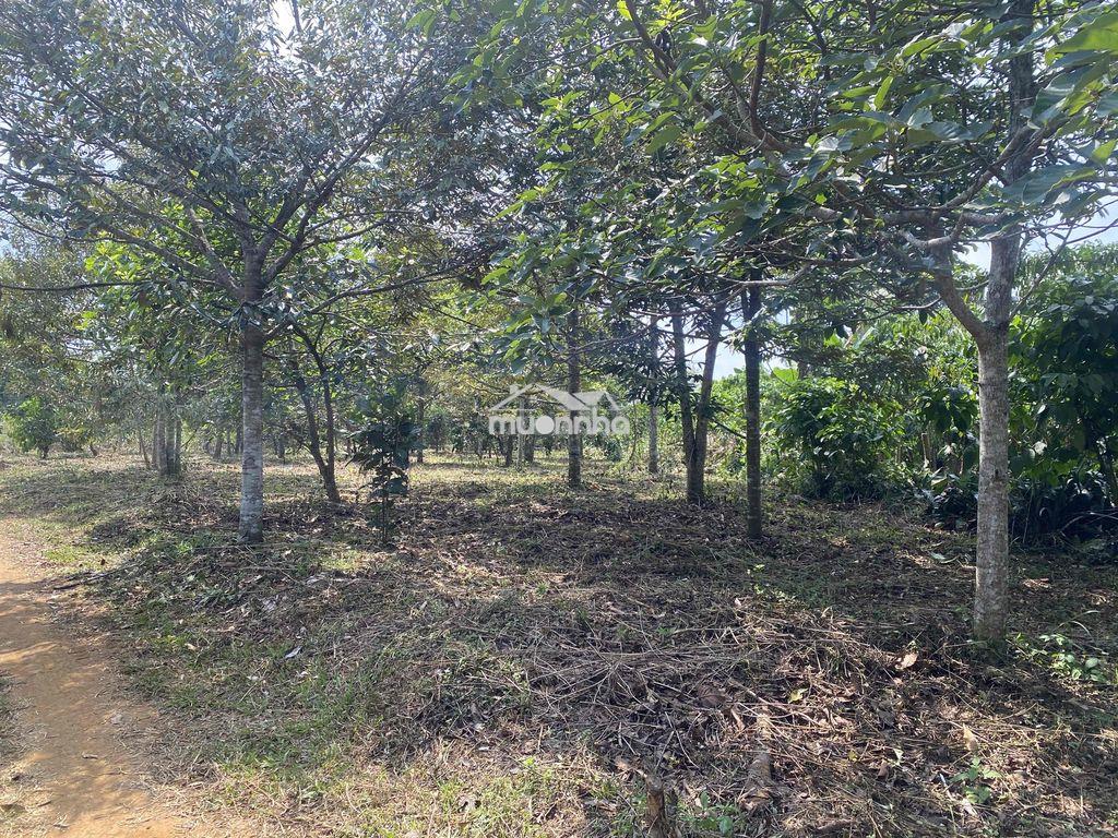 Bán gấp vườn sầu riêng bơ - 3