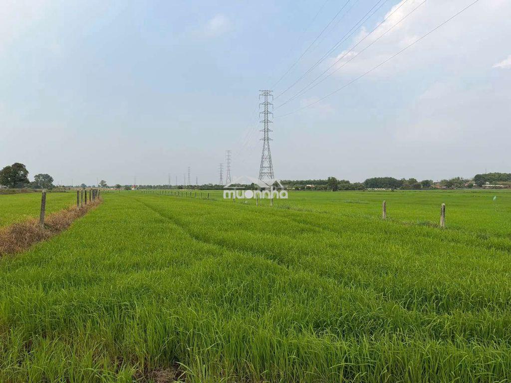 Bán đất tại phước thạnh - 3