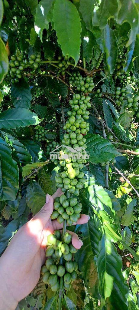 Mình chính chủ muốn bán lô đất ở xã mê linh có sẵn 200m2 thổ cư - 3