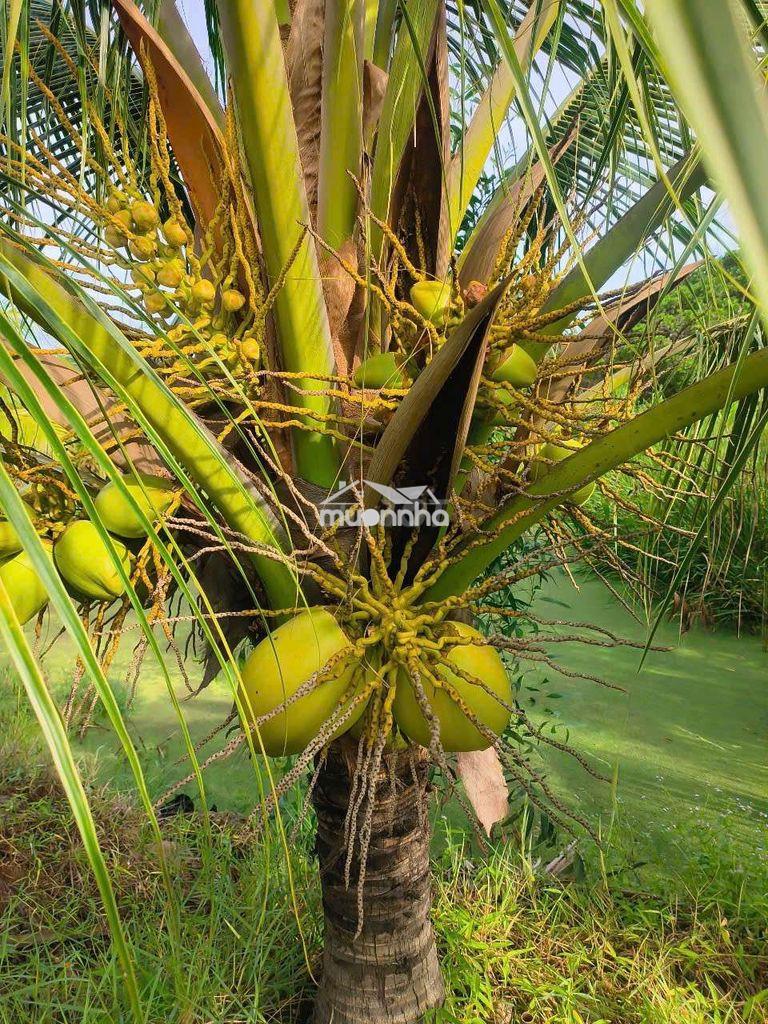 Đất vườn dừa dã cho trái