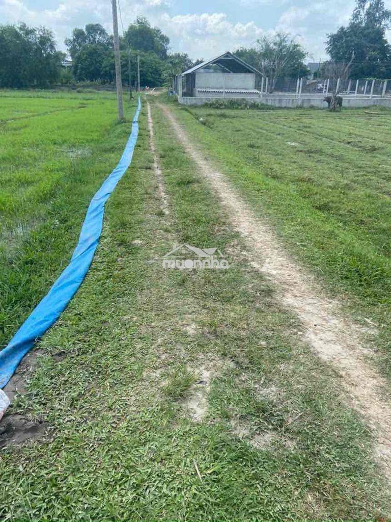 Bán 1000 m2 đất tiện làm nhà vườn sát hcm - 2