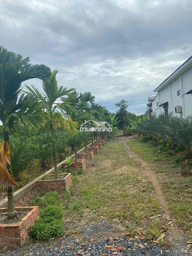 Bán vườn xoài đường xe tải cách ql30 700m - 4