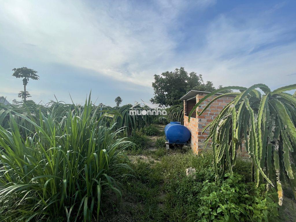 Chính chủ_bán 2043m2 đất phủ hồng nhà thờ bông trang, cách ql 55 300m - 3