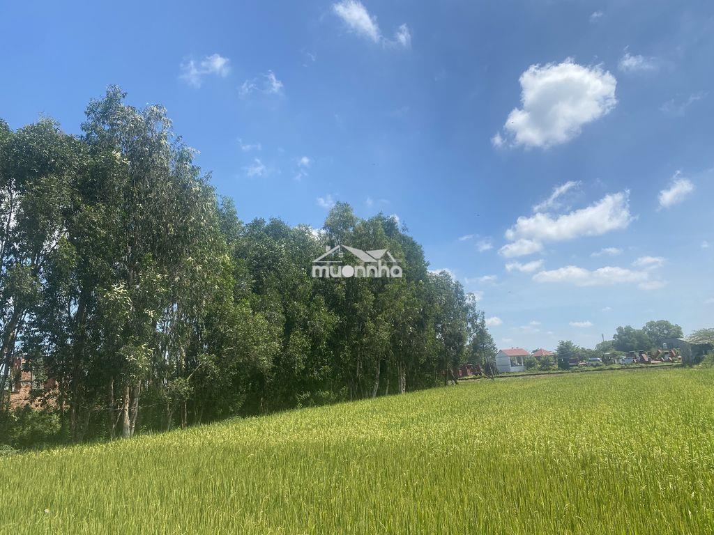 🚨Chính chủ sang nhượng đất nông nghiệp 1.000m² xã vĩnh lộc – tp. hcm - 2