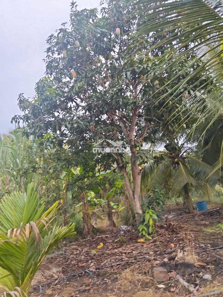 Đất nền thổ cư 10mx50m xã thanh sơn h.đq,t.đồng nai