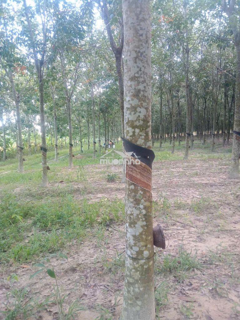 Cần bán 5 héc ta (50000m2) đất cao su đang cạo, xã tân hoà, tây ninh - 4