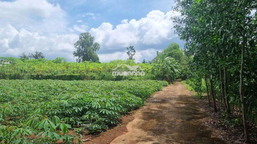 Bình giã, tphcm 2100m² mặt tiền 48m thênh thang, giá rẻ khu vực - 4
