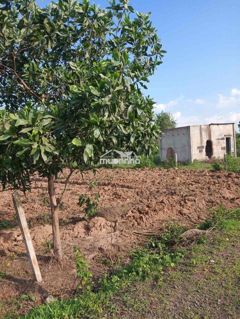 1000m2 qh full thổ - 4