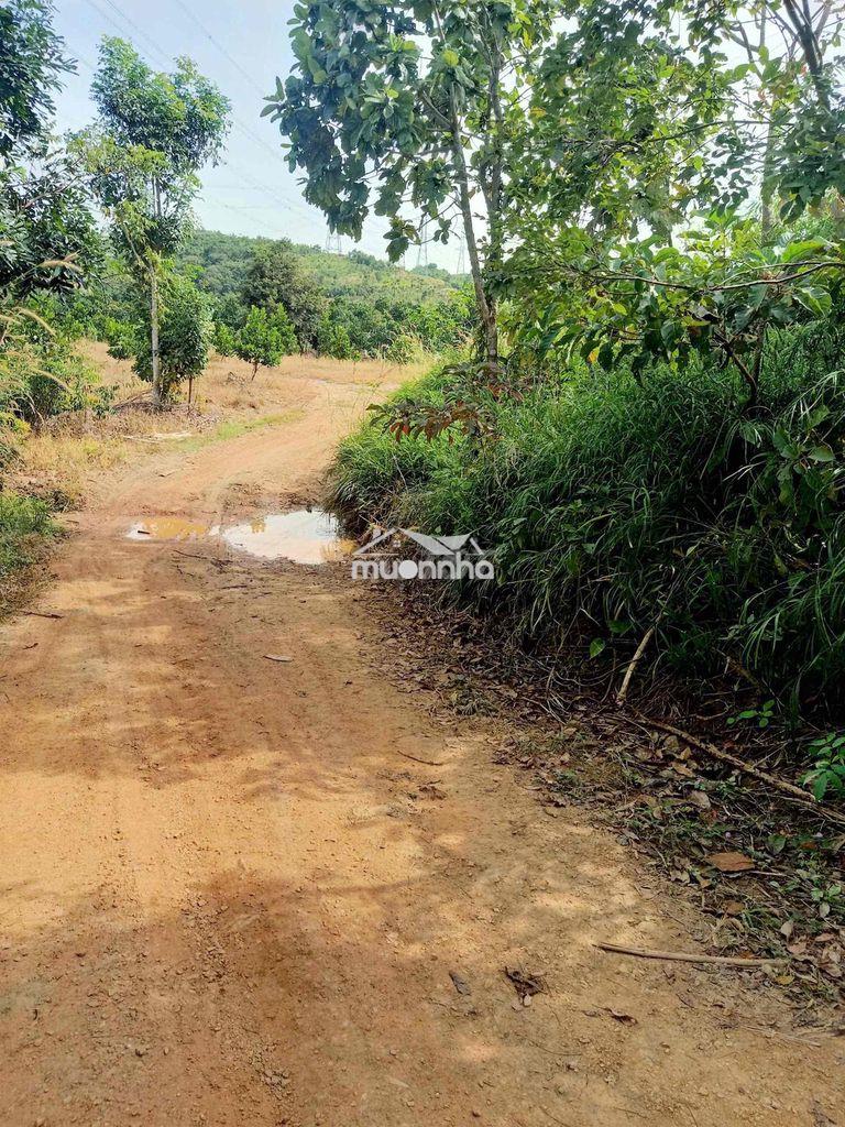 🔥 Cơ hội vàng đầu tư - 11ha đất tân lập hàm thuận nam gi.á siêu tốt 🔥 - 3