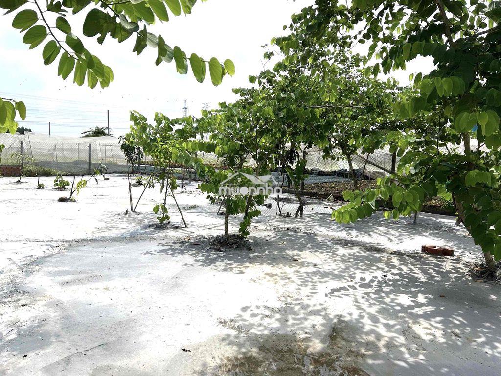 Đất thổ cư 244m2 p trảng dài dnai *** - 4