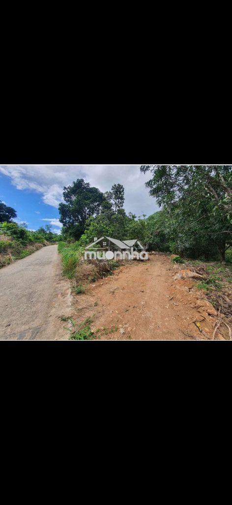Gần 2000m2 rẫy mặt tiền bắc nha trang – view núi, suối tự nhiên – ôtô - 2