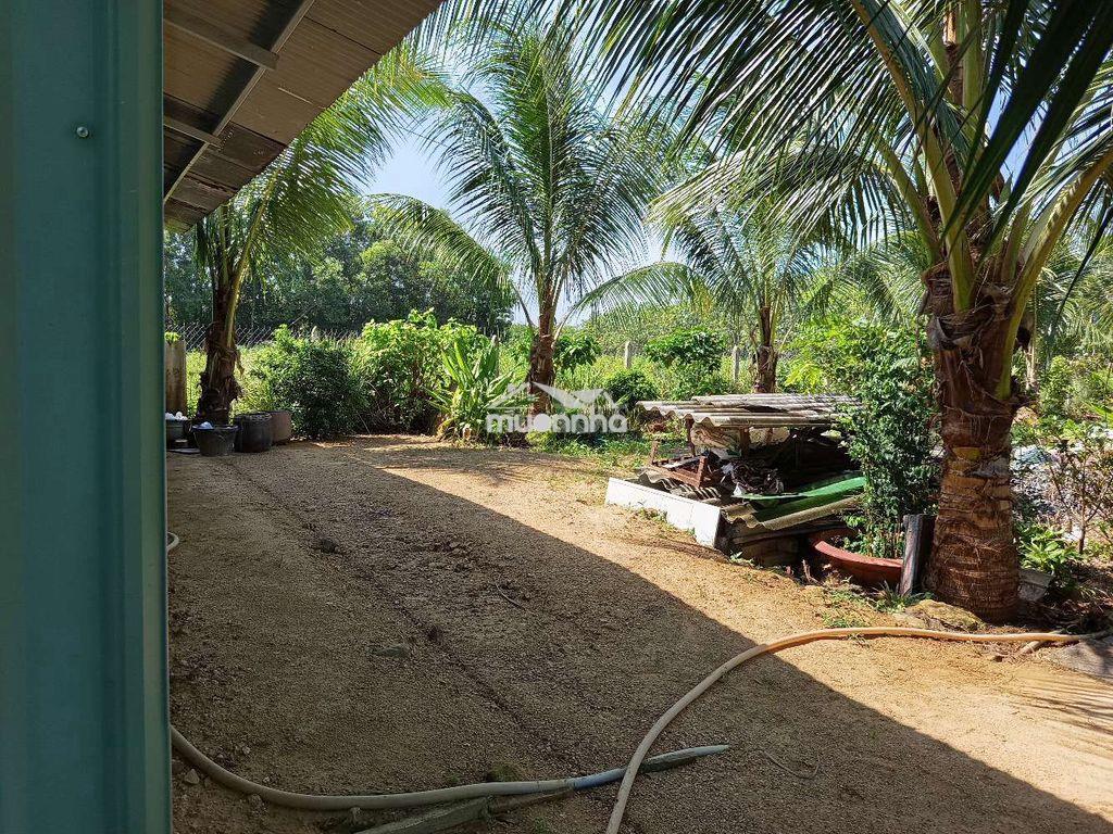 Tôi cần bán mảnh vườn cây ăn trái - 3