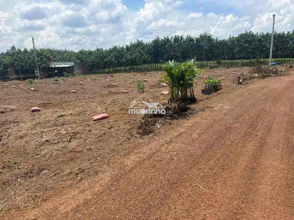 4000m2 tiện làm kho xưởng bán gấp 490tr sổ riêng - 3