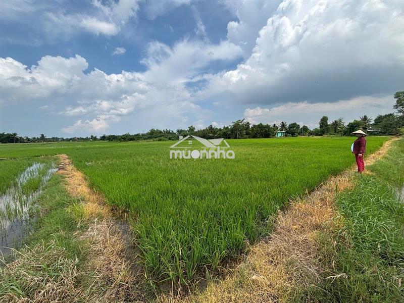 Chính chủ bán 2868,3m2 đất ruộng giá 500tr tại xã tân lân, long an
