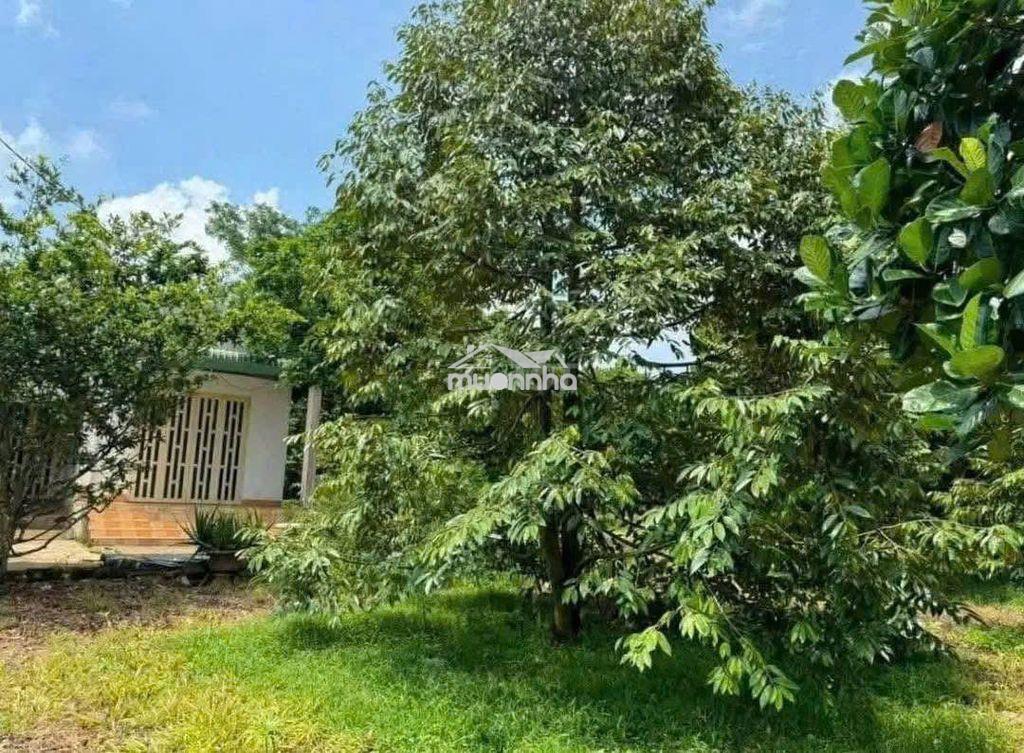 Chính chủ bán ngộp nhà cấp 4, vườn cây trái rộng 2600m2, giá 650 triệu - 2