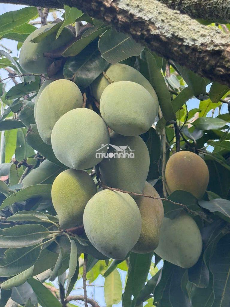 🌿633tr sở hữu ngay đất vườn 1.155m² gần hồ – quy hoạch đất ở nông thôn - 3