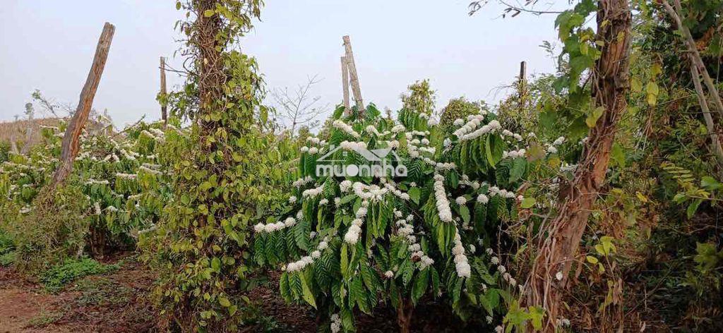 3 sào đất rẫy cà phê, tiêu cuối y moan rẽ trai giá 550tr/ sào - 2