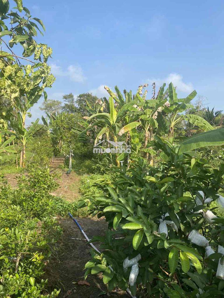 Bán đất thổ cư lớn mặt tiền đường nhựa đường nhựa - 2