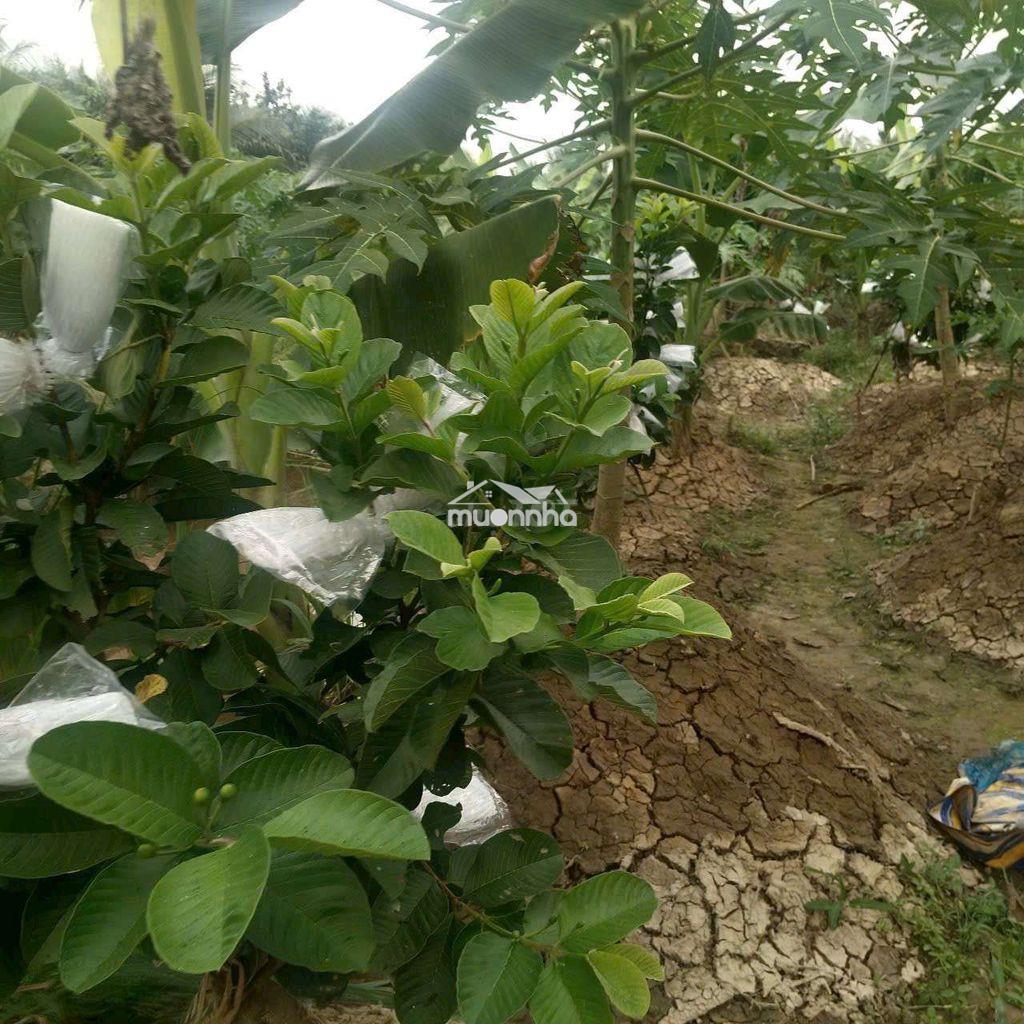 Bán 2,400m2 đất vườn qưoi sơn gần kcn giao long - 2