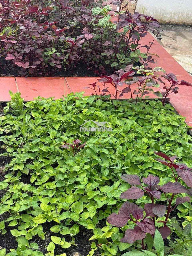 🏡 Nhà vườn nghỉ dưỡng cao cấp ngay trung tâm phường long khánh - 2