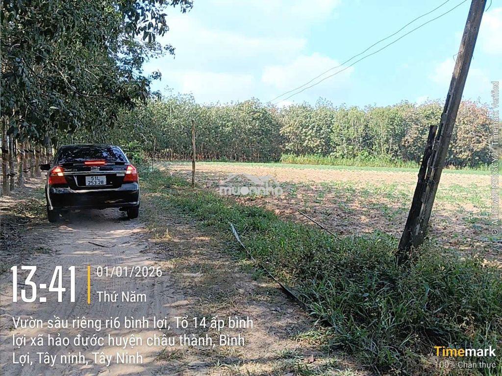 Bán đất vườn tại hảo đước, tây ninh, 380 triệu, 1000m2 có thổ cư - 4