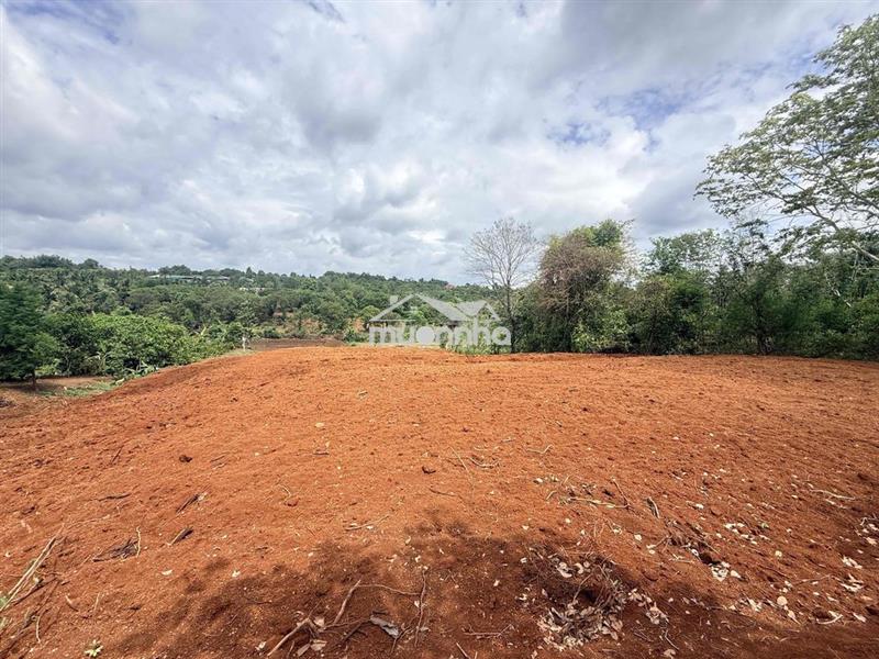 5,5 sào đất đỏ bazan giáp ph. thành nhất chỉ 260tr/sào cách phố 12km