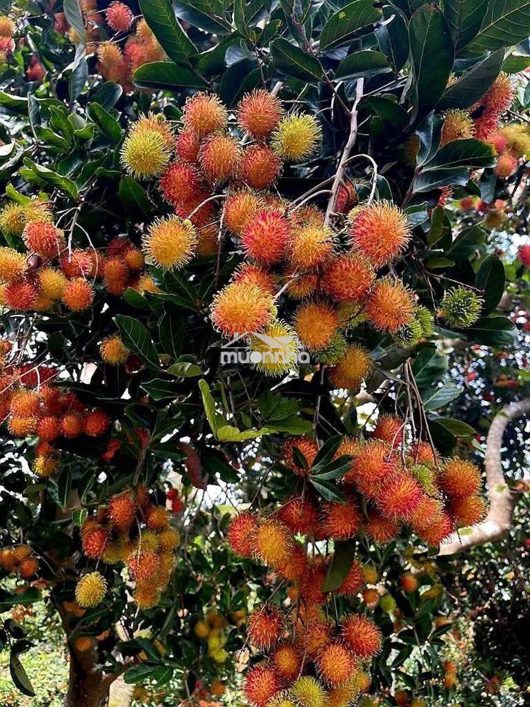Đất vườn xuân định - 3