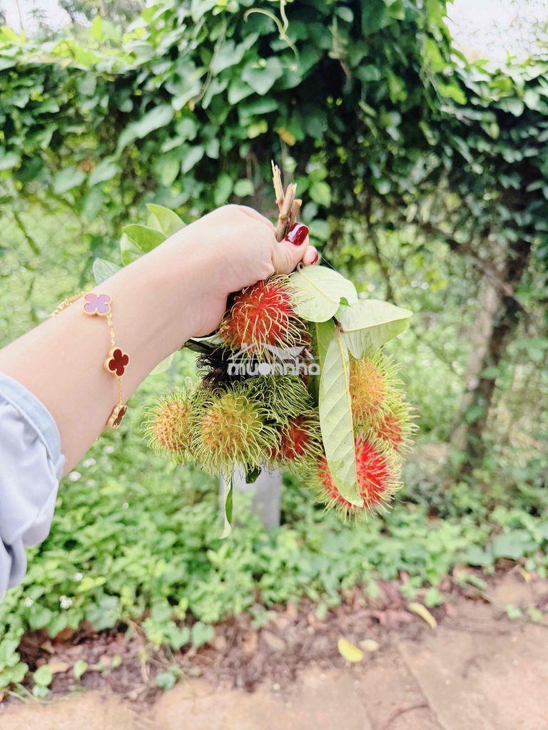 Bán vuờn trái cây giá ngộp long khánh