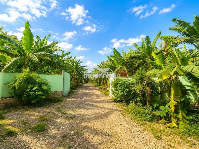 🌿 3.118m² gia kiệm – làm trang trại, nhà vườn, farmstay rất đẹp