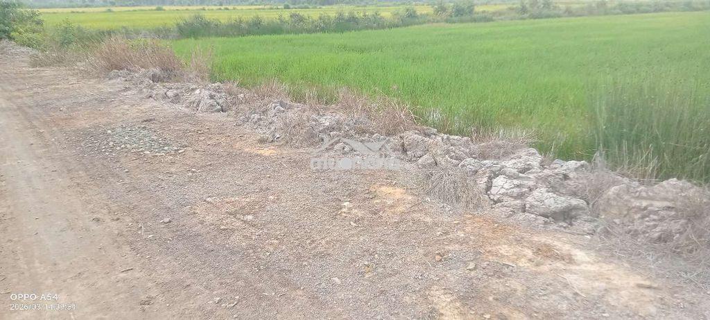 Cần bán lô đất dt 2109 m2 tại bình hòa nam đức huệ - 3