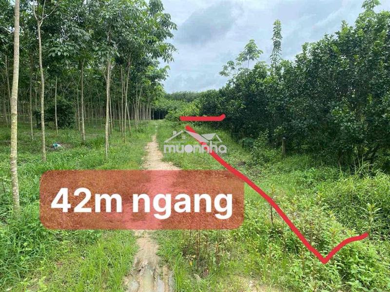 Bán nhanh vườn bưởi mini long nguyên