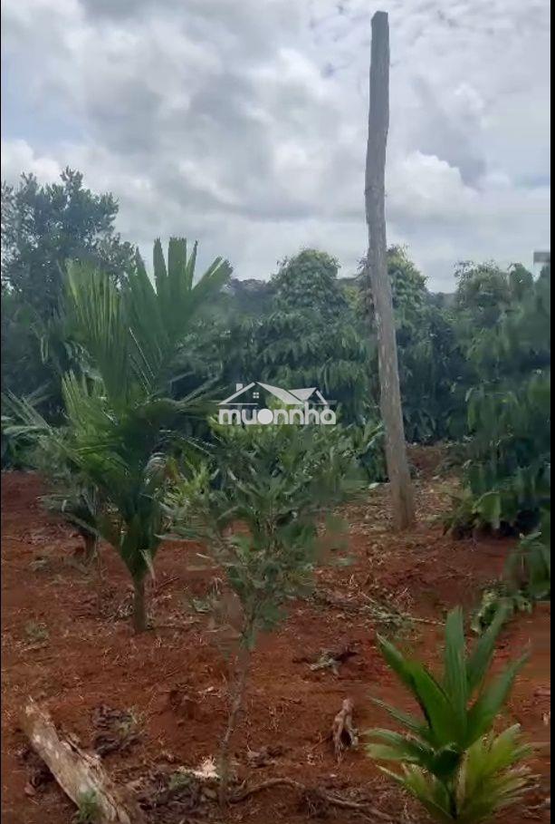 Bán 1,4 ha vườn cà phê – tiêu tại đắk song, đắk nông