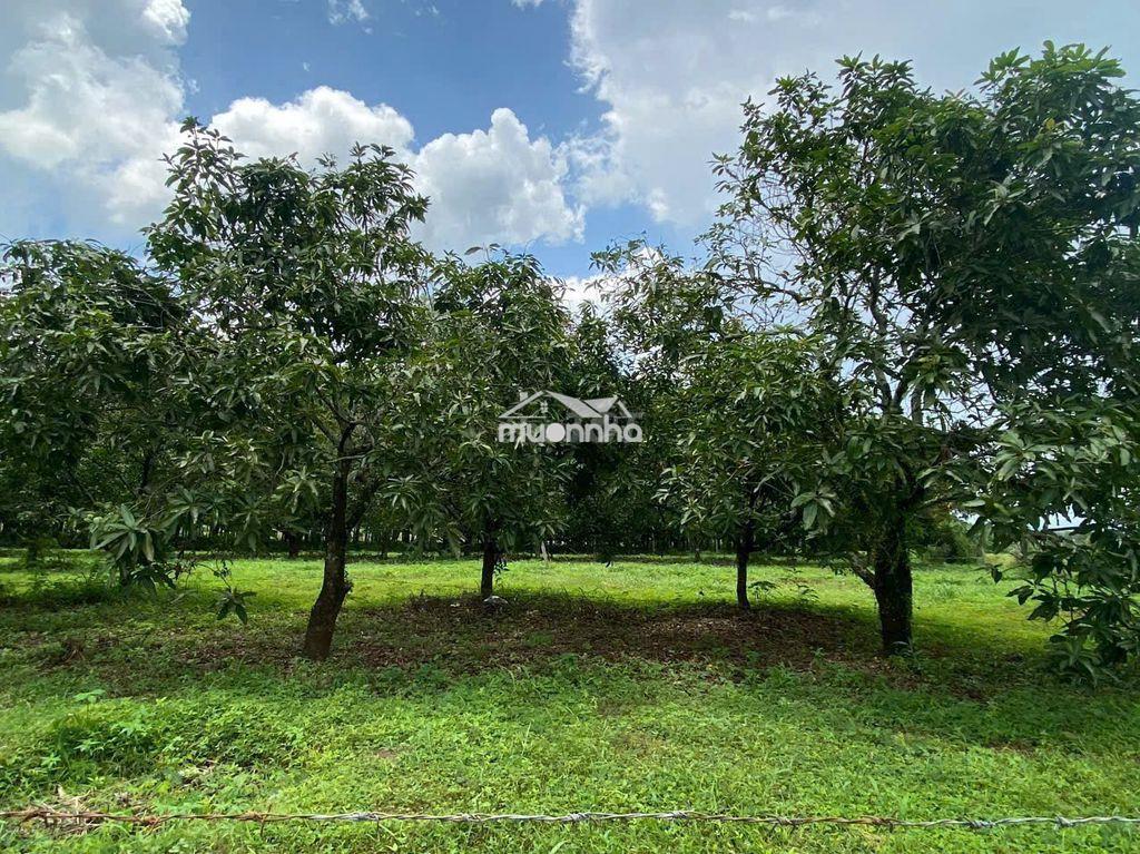 🔥 Chỉ 550 triệu/1000m² – sát sông la ngà, gần hồ trị an, giá ngộp !! - 3