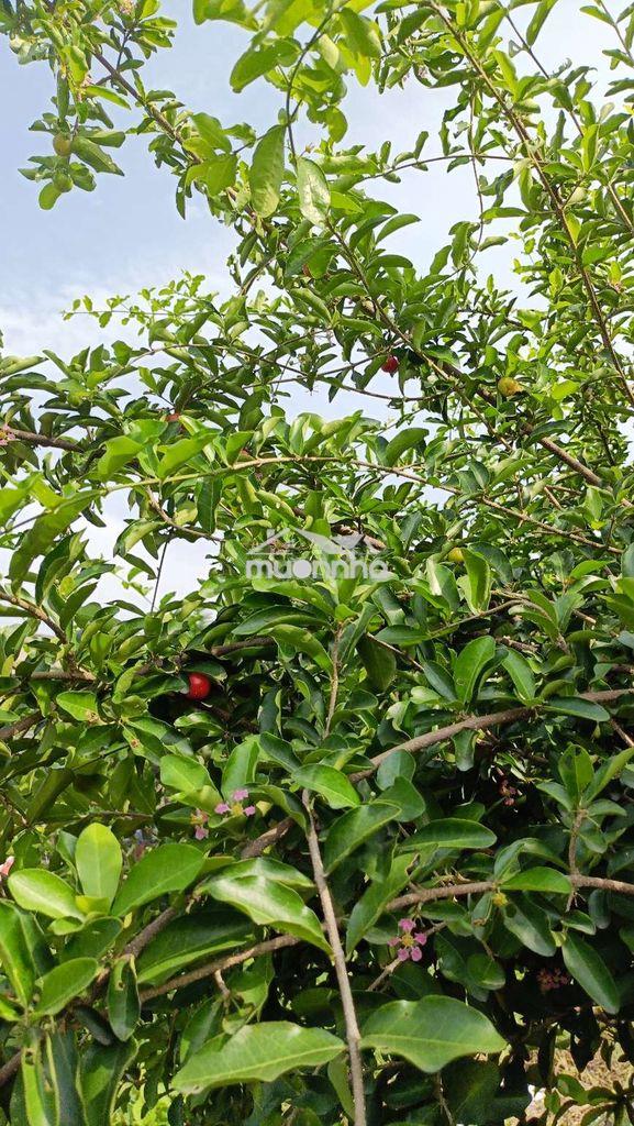 Nhà vườn 256 m có nhà + đất . đường lại hùng cường vĩnh lộc b - 3