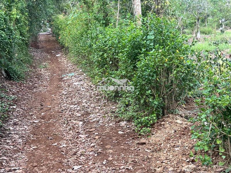 Đất sào quá rẽ ngãi giao mới
