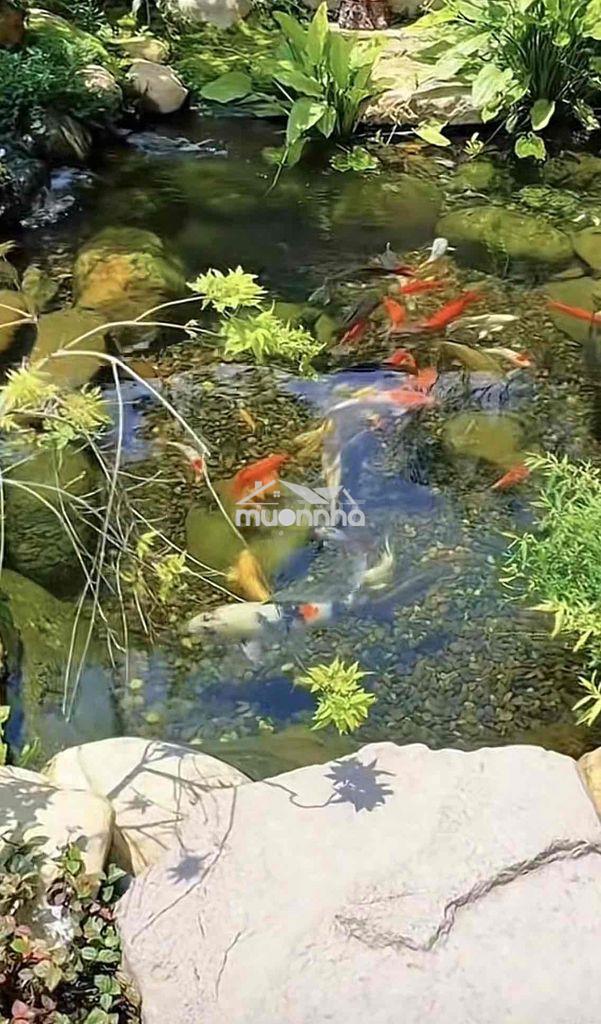 Bán vuờn trái cây giá ngộp long khánh - 3
