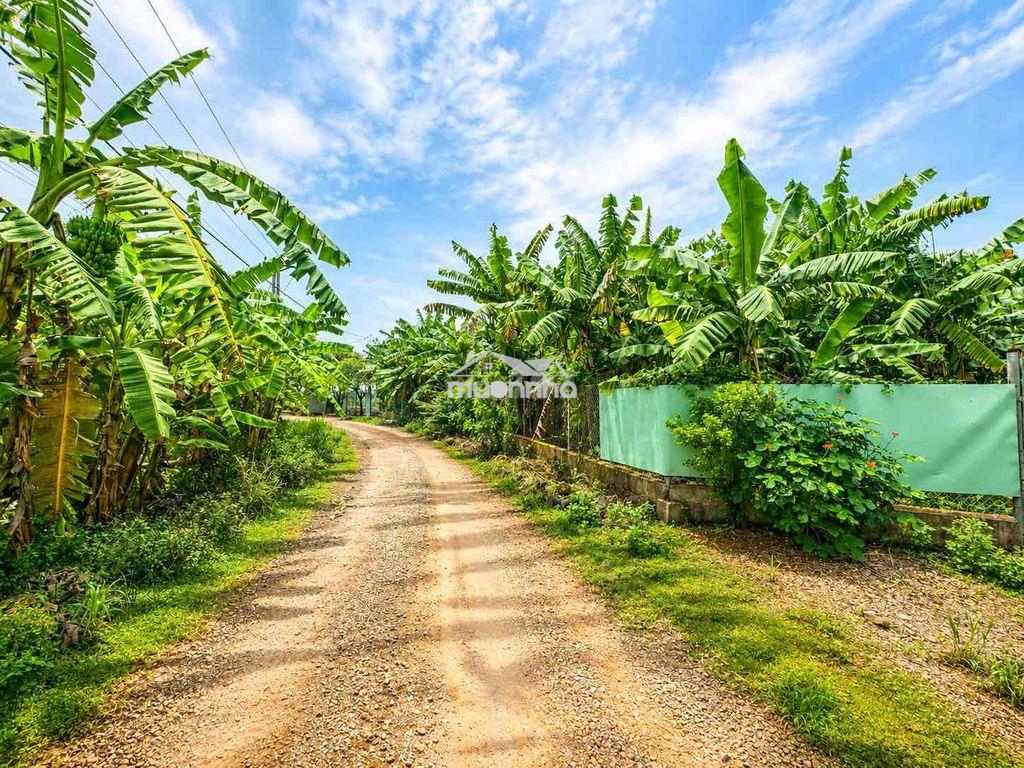 Đất làm trang trại, farmstay cách hcm 50 phút chỉ 598tr/1m2 - 4