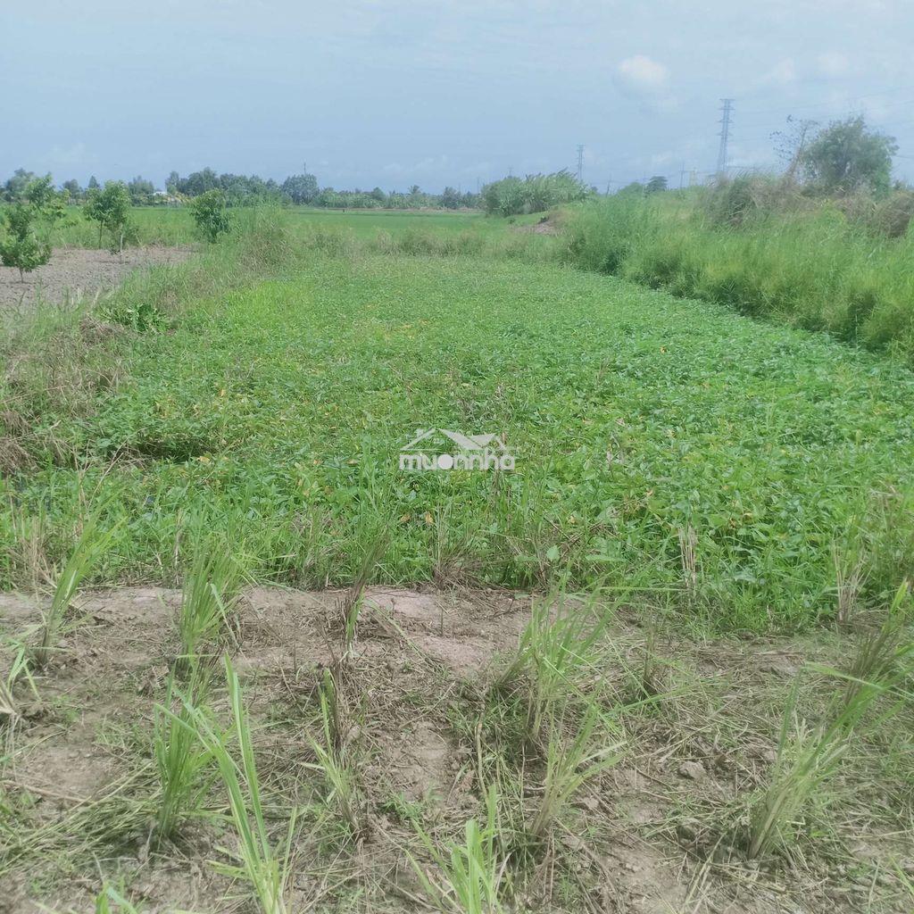 Bán 4543 m vuông đất dự án mở rộng tp rạch giá - Ảnh 2