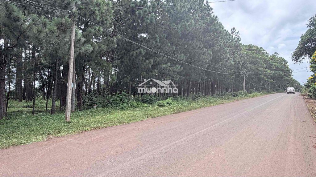 700m² mặt tiền 19/5 – đối diện rừng thông, giá chỉ 1 tỷ xxx! - 3