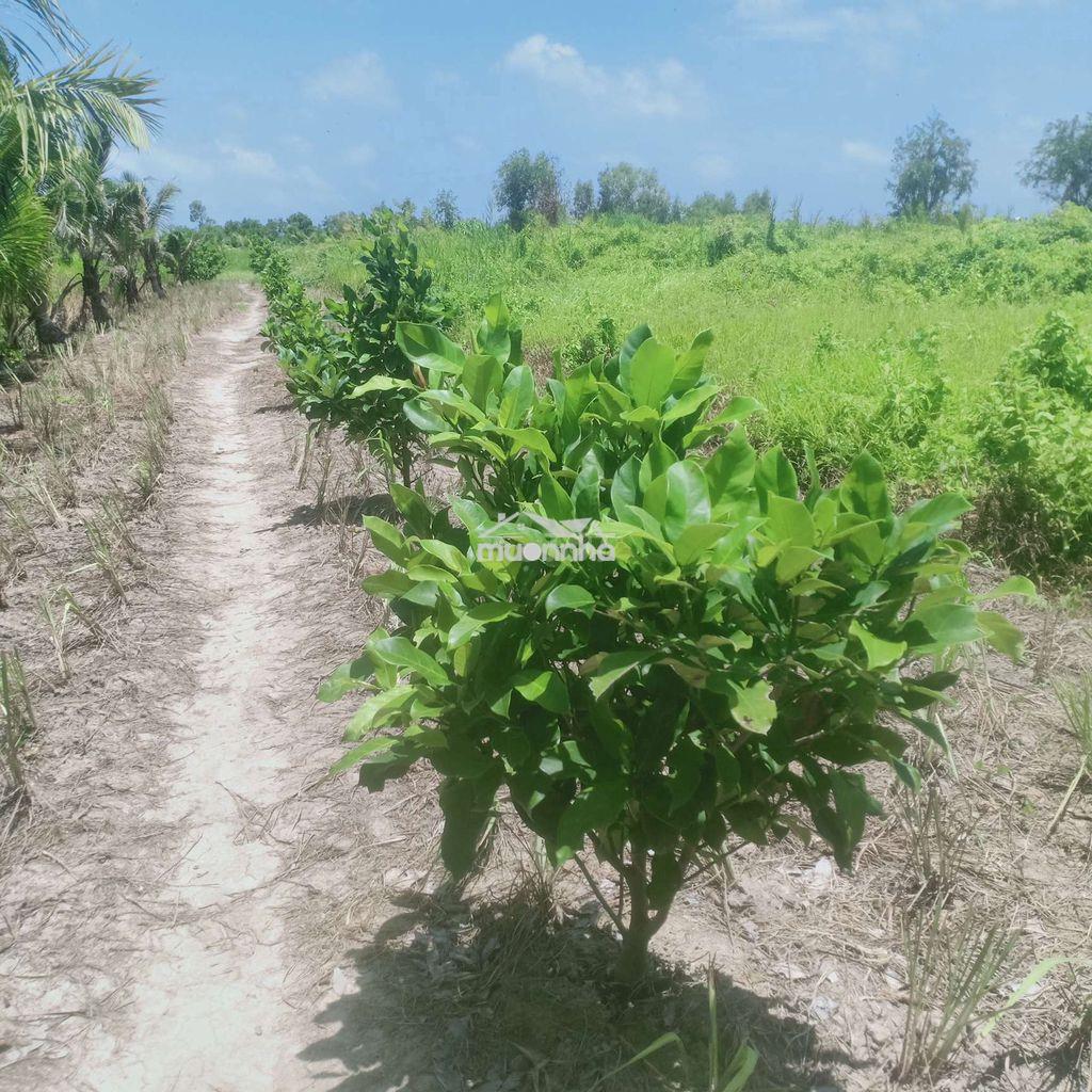 Bán 4543 m vuông đất dự án mở rộng tp rạch giá - Ảnh 4
