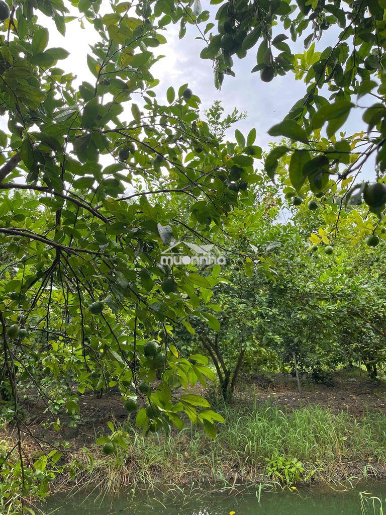 Bán đất long hưng, tiền giang, đồng tháp. 17,56mx 27m= 474m, đường ôtô - Ảnh 3