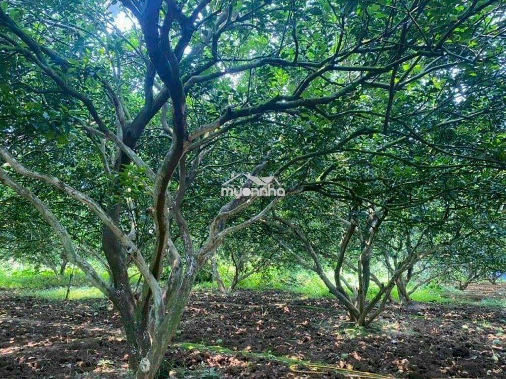 Cần bán đất vườn - Ảnh 3