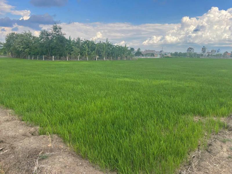 Bán đất lúa hẻm đường xe máy đá xanh xã phước vân, cần đước dt 2600m2 giá 1,742 tỷ