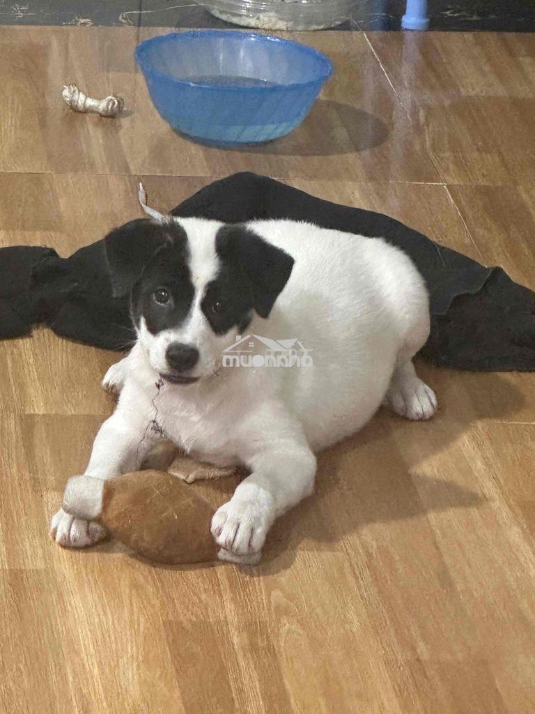E về quê nên muốn pass lại nhà nguyên căn nguyễn văn linh gần phạm hù - Ảnh 2
